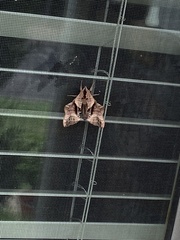 Paonias excaecata