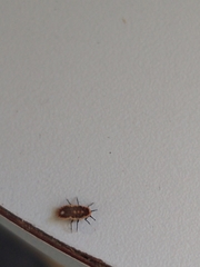 Monophlebidae