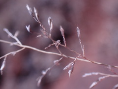 Eragrostis lehmanniana