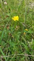 Hieracium lachenalii