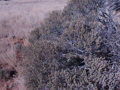 Diospyros austro-africana