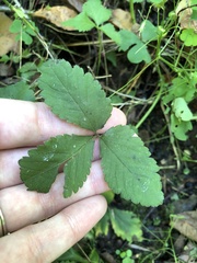 Potentilla indica