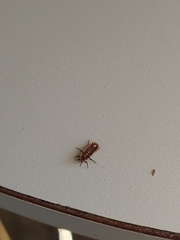 Monophlebidae