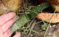 Gasteria carinata