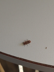 Monophlebidae