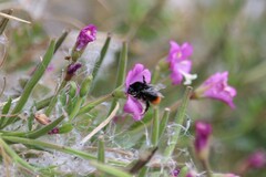Bombus lapidarius