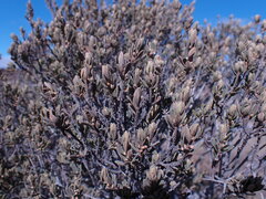 Diospyros austro-africana