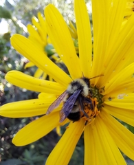 Bombus affinis