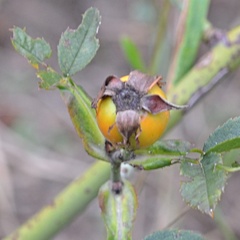 Rosa canina