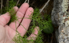 Foeniculum vulgare