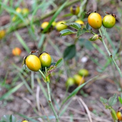 Rosa canina