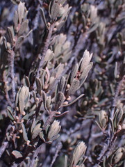 Diospyros austro-africana