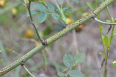 Rosa canina
