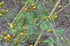 Rosa canina