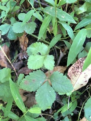 Potentilla indica