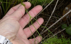 Foeniculum vulgare