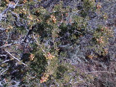 Searsia burchellii