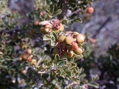 Searsia burchellii