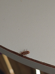 Monophlebidae