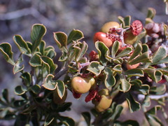 Searsia burchellii