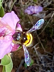 Xylocopa caffra