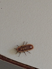 Monophlebidae