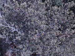 Diospyros austro-africana