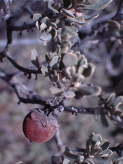 Diospyros austro-africana