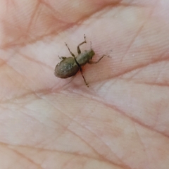 Pantomorus cervinus