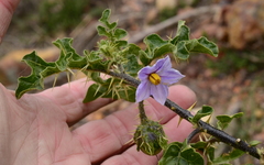 Solanum linnaeanum