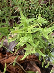 Galeopsis angustifolia