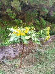 Sonchus fruticosus