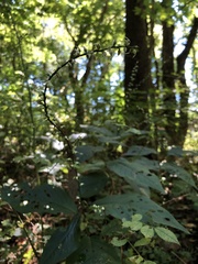 Persicaria virginiana