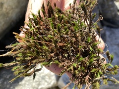 Hedwigia ciliata