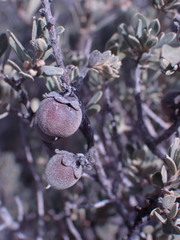 Diospyros austro-africana