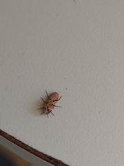 Monophlebidae
