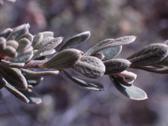 Diospyros austro-africana