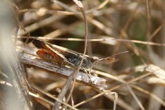 Chorthippus biguttulus