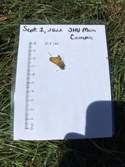 Atalopedes campestris
