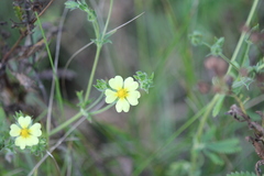 Potentilla recta