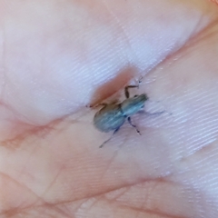 Pantomorus cervinus
