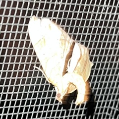 Eulithis gracilineata