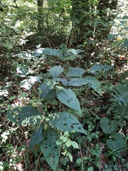 Persicaria virginiana