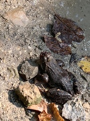 Lucilia bufonivora