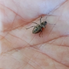 Pantomorus cervinus