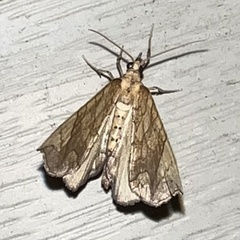 Eulithis gracilineata