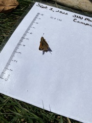 Atalopedes campestris