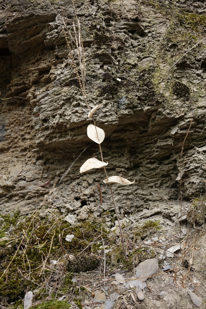 Conringia planisiliqua