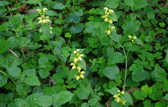 Lamium galeobdolon