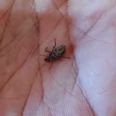 Pantomorus cervinus